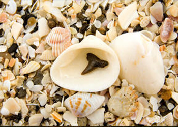 Sharks Tooth in Venice, Florida with RVA