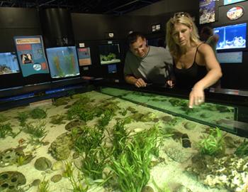 Mote Marine Aquarium in Sarasota, Florida