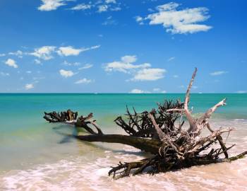 Beach with driftwood at shoreline