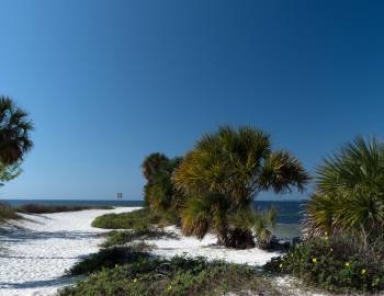 Palm trees and white sand along a waterfront trail at Bean Point Beach