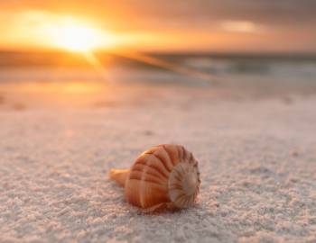 Seashell on beach with sunset in background