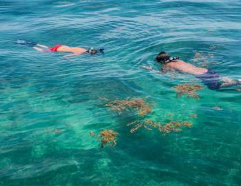 Two swimmers snorkeling over a coral reef