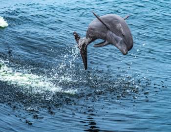 A dolphin leaping out of the water