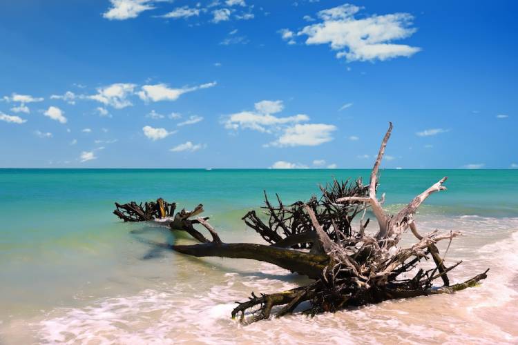 Driftwood on shoreline