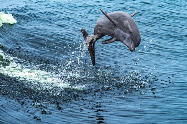 A dolphin leaping out of the ocean