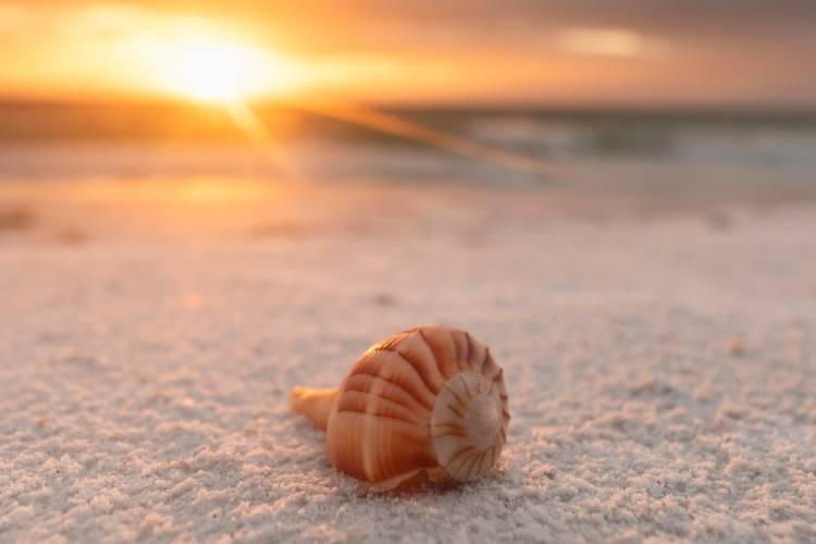 Seashell on beach with sunset in background