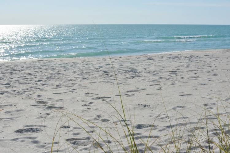 White sand beach with ocean in background
