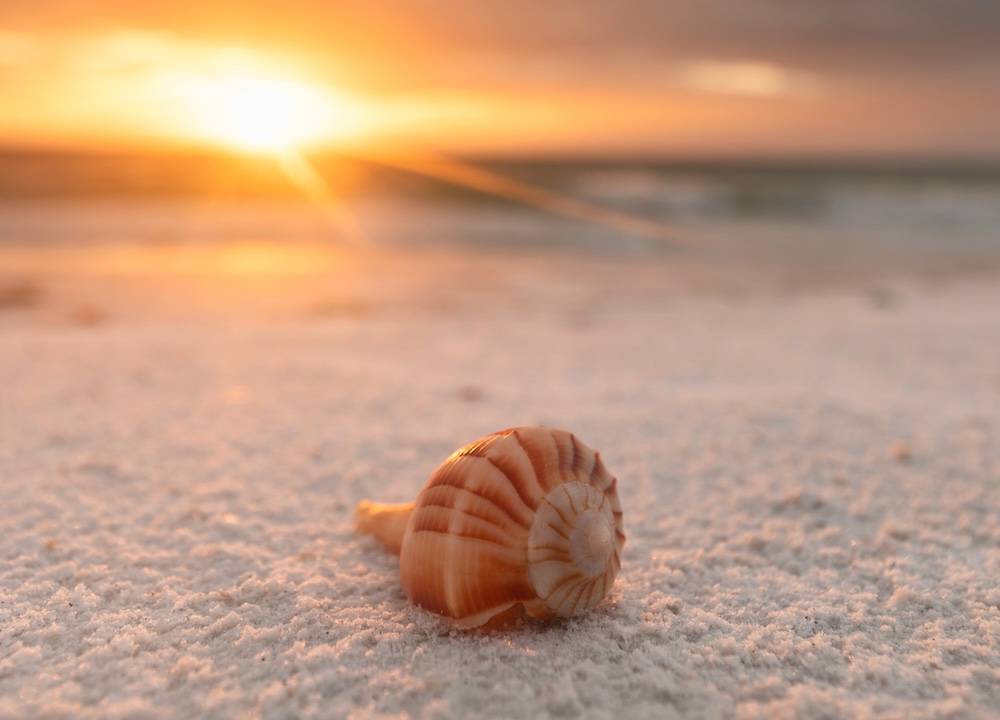 Seashell on beach with sunset in background