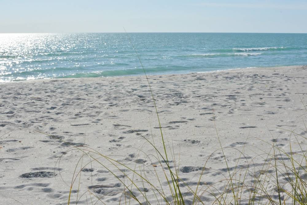 White-sand beach with ocean in background