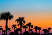Sarasota Palm trees sunset