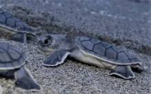 Sea Turtle Nesting