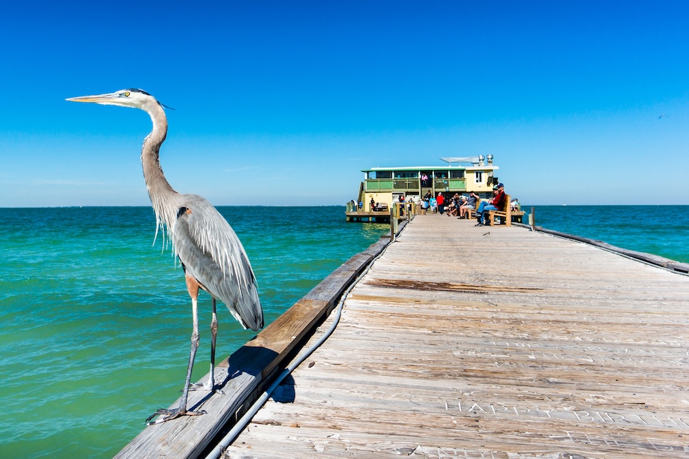 Closeup of a bird standing on the edge of the Anna Maria Island Pier