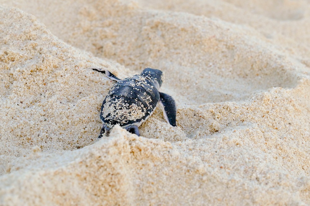 Baby Sea turtle leaving the sand