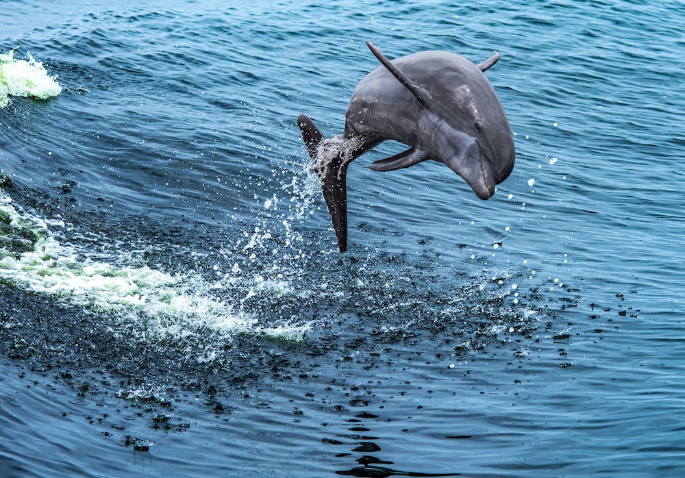 A dolphin leaping out of the water