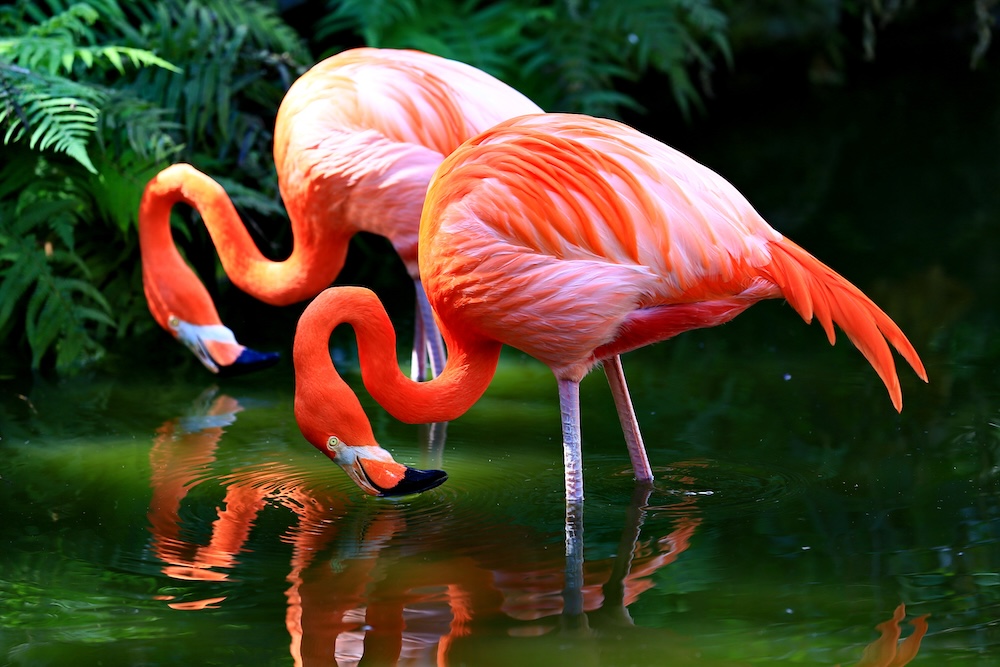 Two Flamingos drinking water Florida
