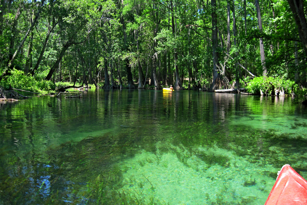 kayaking in florida mangroves