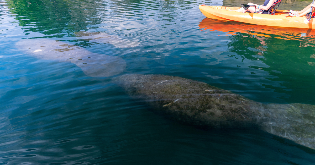 kayakers watching manatees in the water